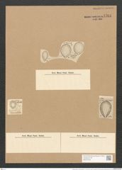 Surirella ovalis var. brumena (Breb.) V. H. (de-Toni-Nr.: Genus 53, Species 2271) Zeichnungen Sammlung Grunow Nr. 4704 (NHMW-BOT-W0372792)